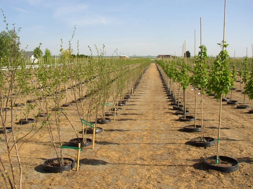 Long rows of young trees in pot-in-pot containers with a central dirt path