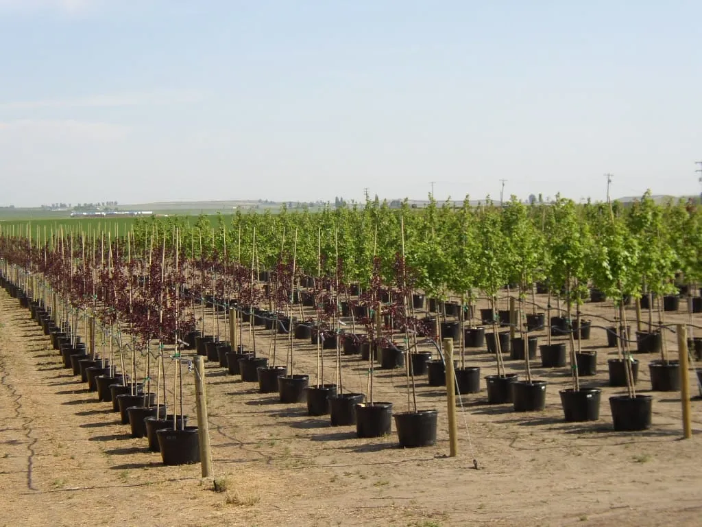 Rows of purple and green foliage trees in black containers with irrigation lines