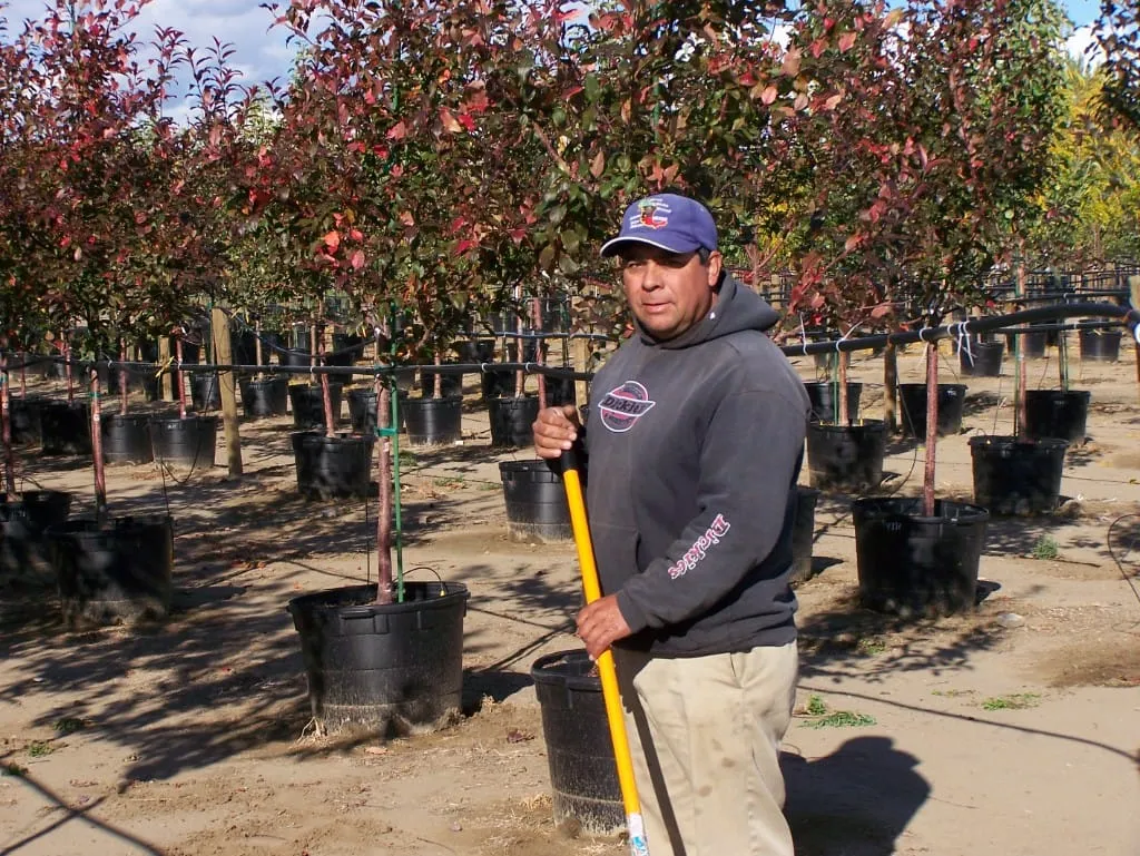Man with a shovel standing among autumn container trees