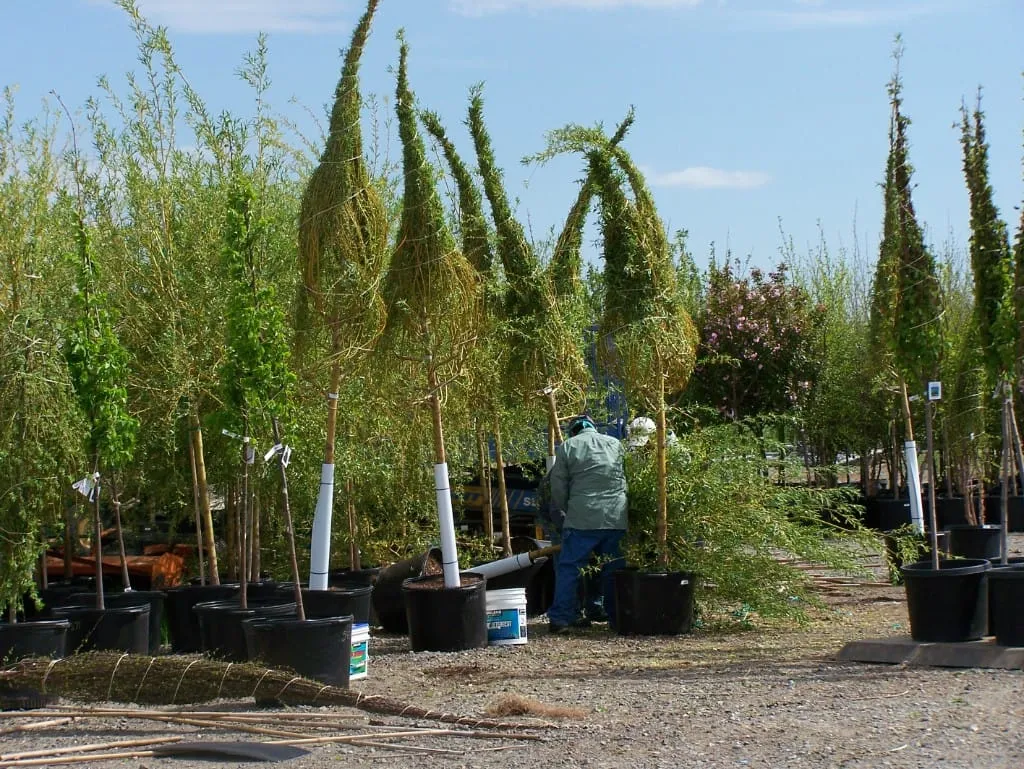 Worker tying up nursery trees for shipping among container stock