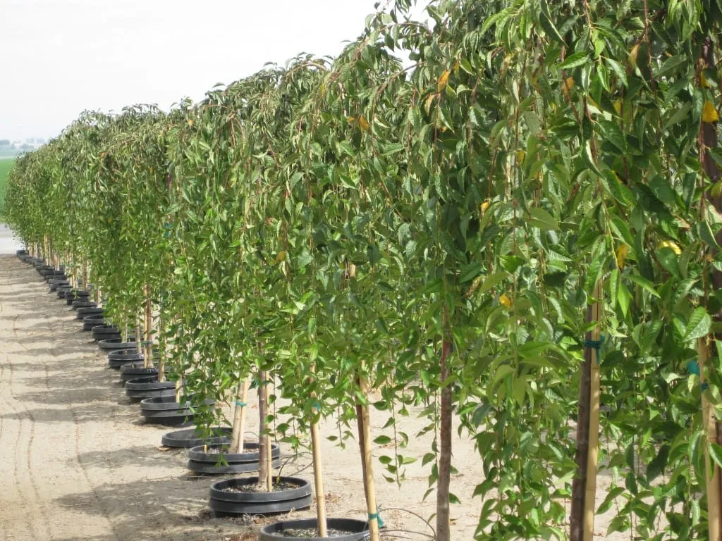 Straight row of young weeping trees in black pots with stakes