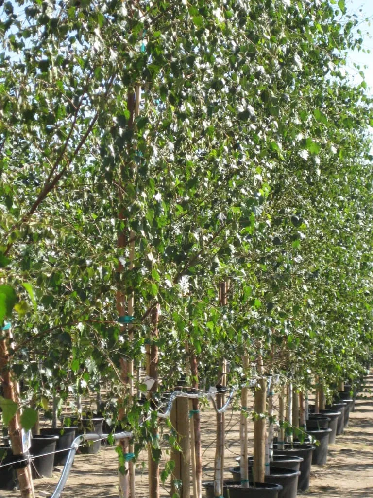 Tall row of young birch trees in black nursery pots