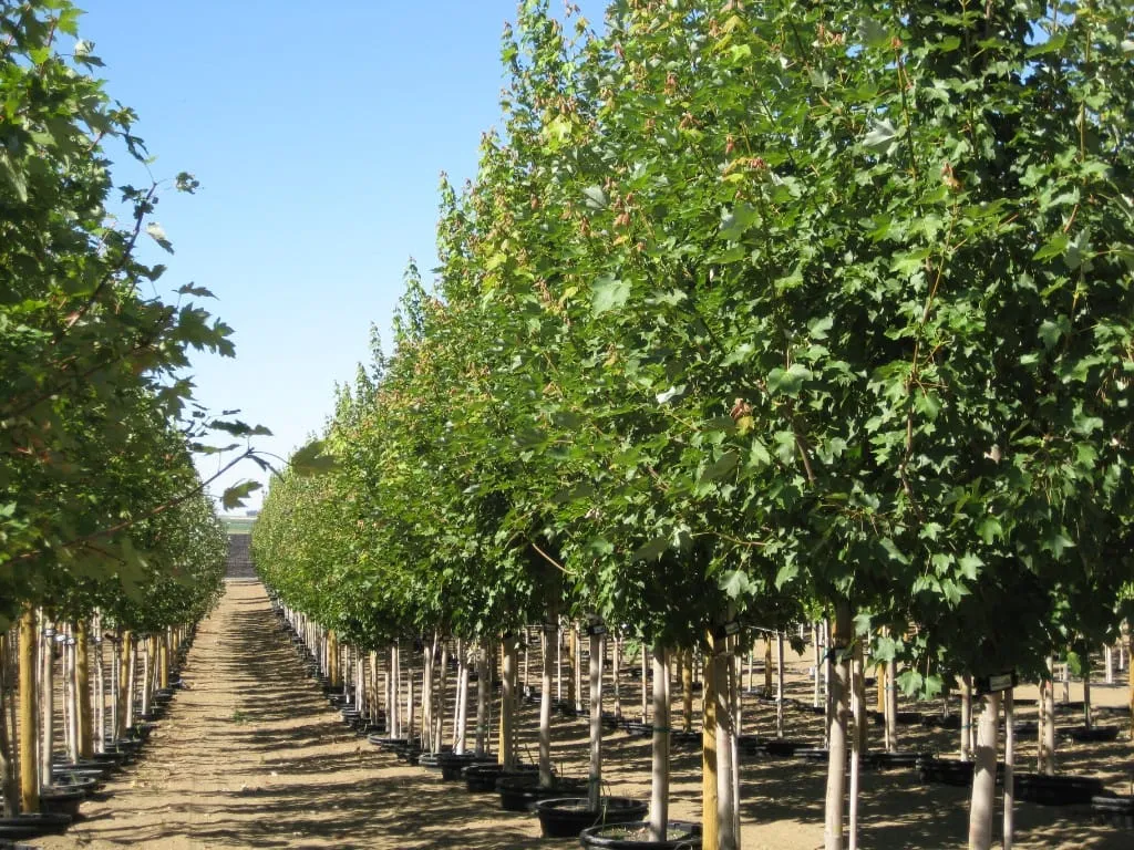 Dirt path between long rows of young maple trees in black pots under a blue sky