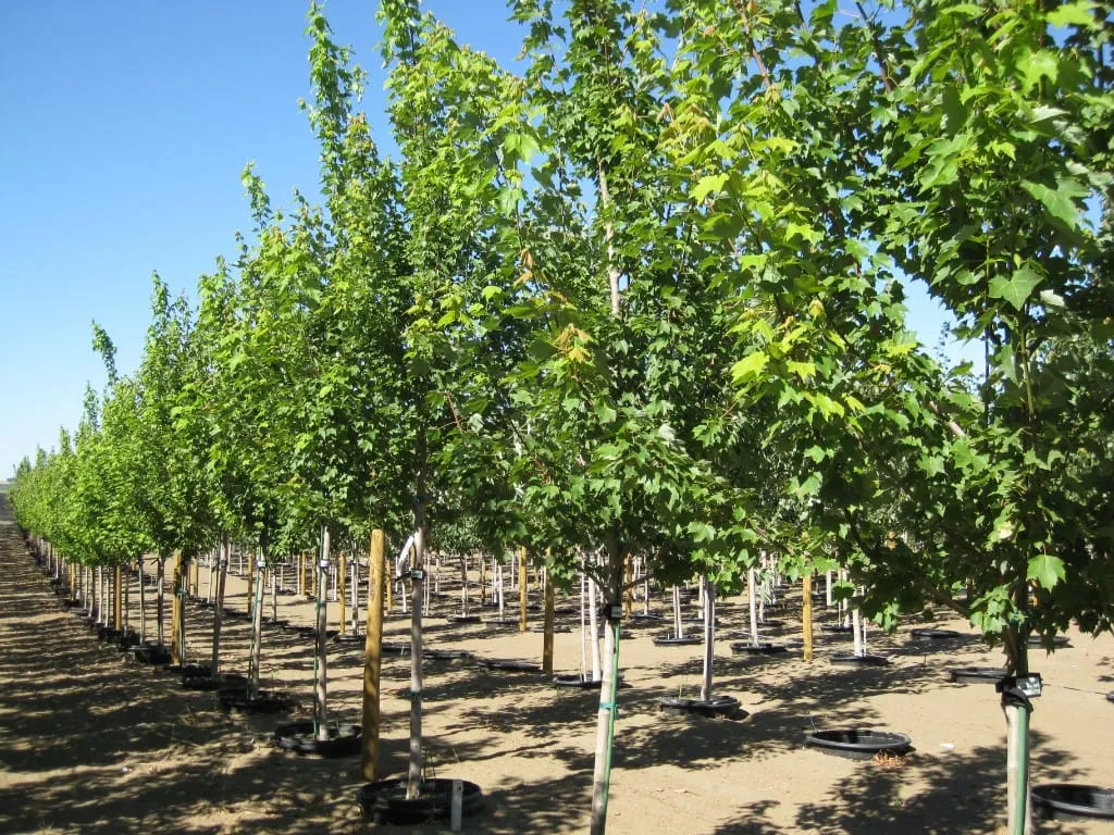 Diagonal row of young maple trees in pot-in-pot sockets under a clear sky