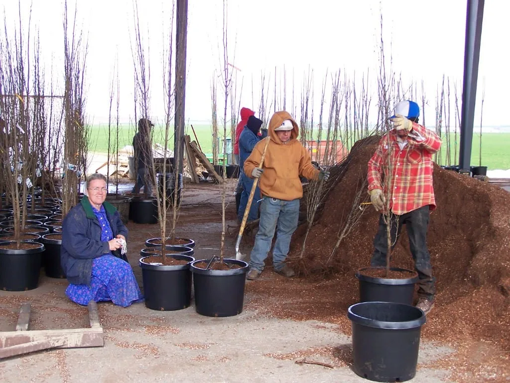Family and crew potting bare-root trees beside a mulch pile under the nursery barn