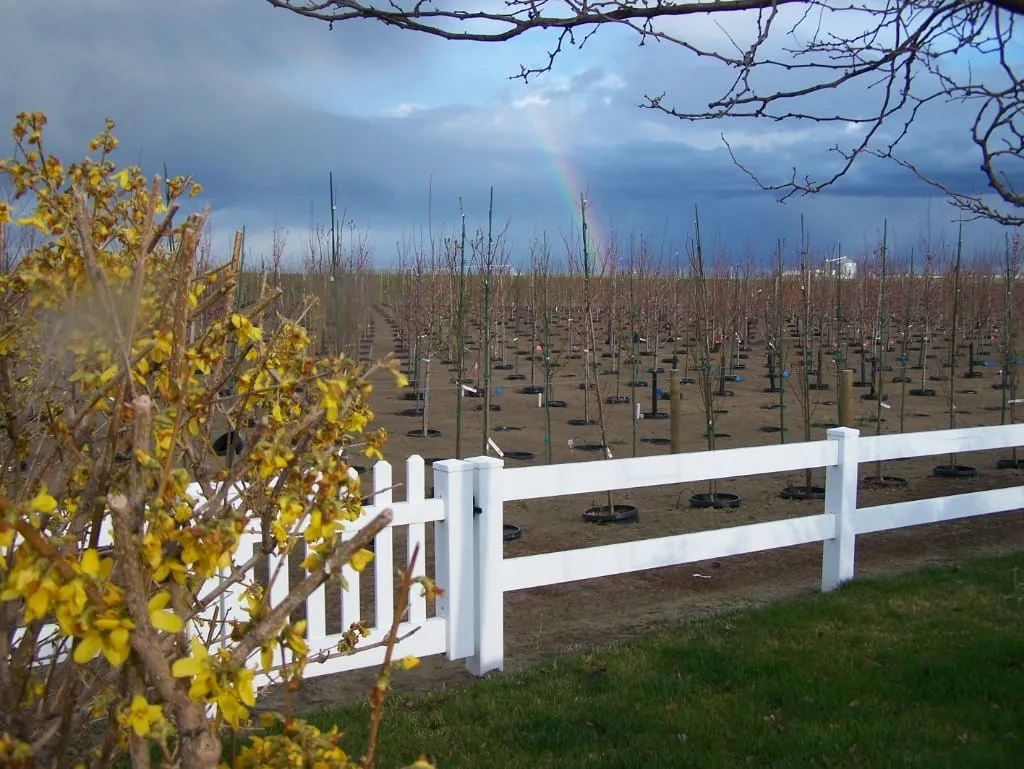 Young nursery trees behind a white fence under a stormy sky with a rainbow