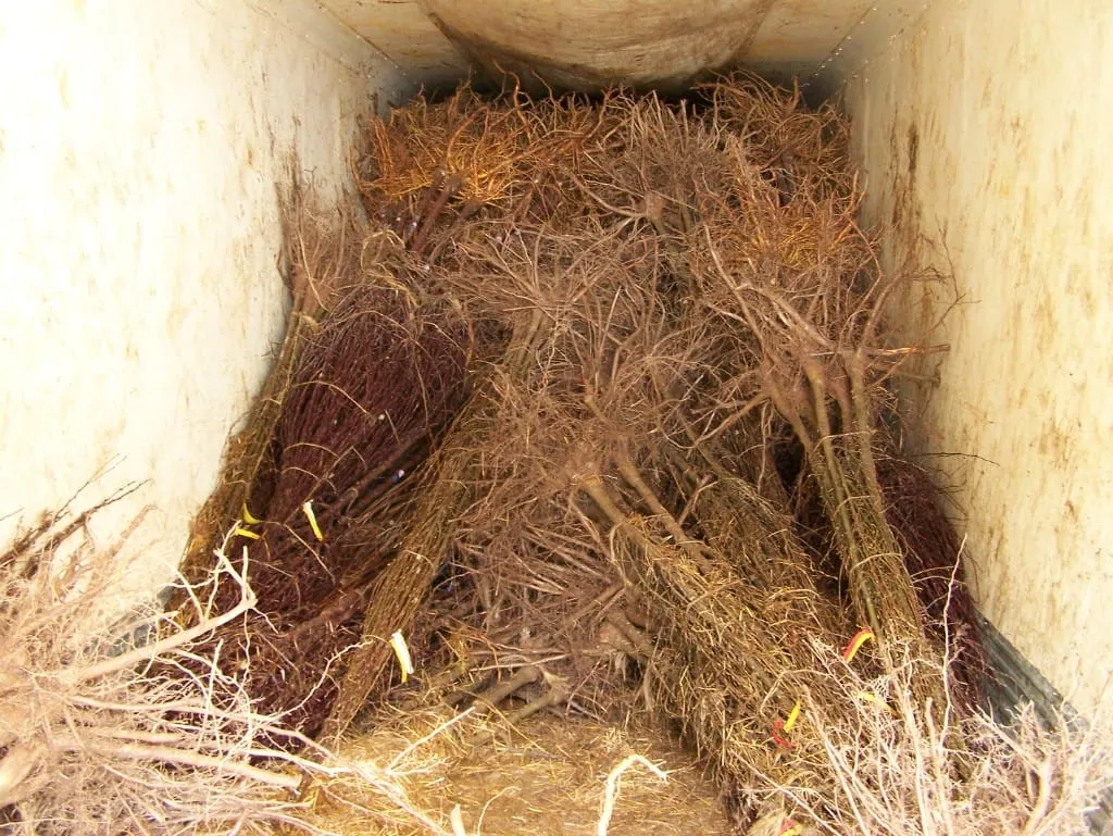 Bundles of bare-root saplings packed inside a shipping container