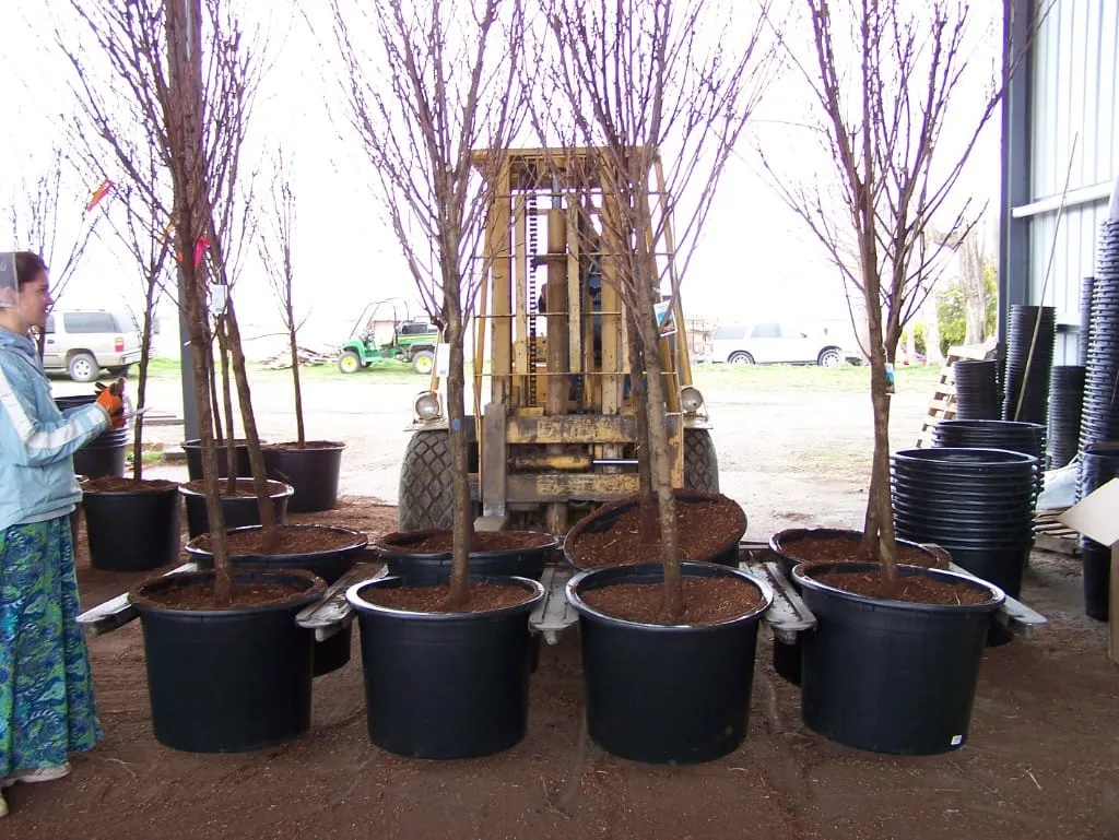 Young woman beside a yellow forklift loaded with potted dormant trees