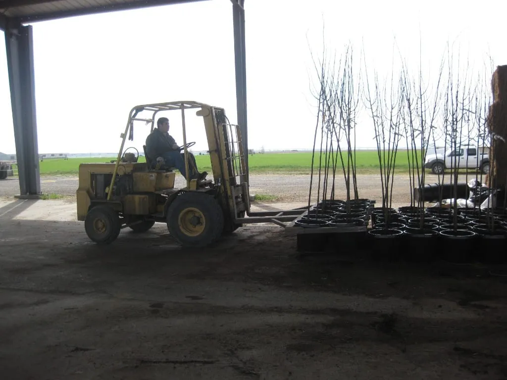 Forklift carrying a pallet of tall potted trees inside the nursery barn