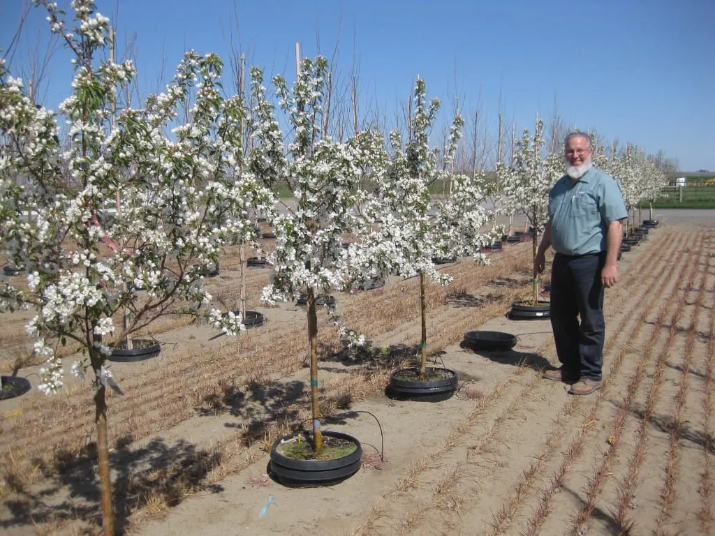 Bearded man standing beside rows of flowering white blossom trees