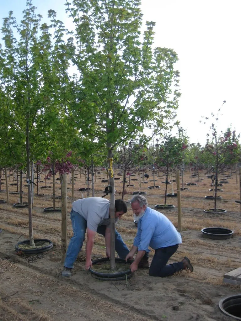 Two men adjusting a black ring around a young maple in the field