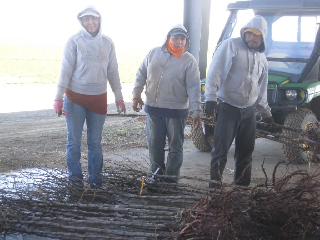 Three workers with a pile of bare-root saplings under the barn