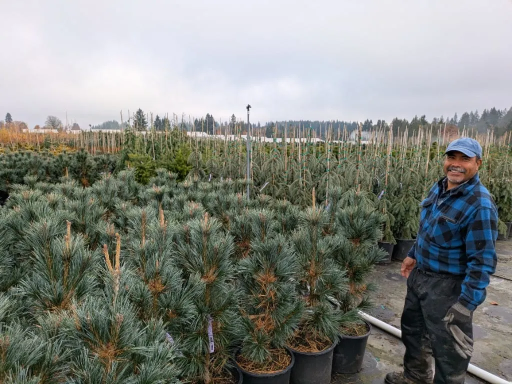 Nursery worker among potted blue-green conifers at the Oregon growing location