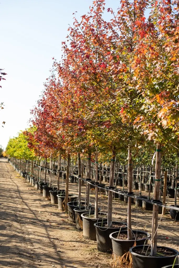 Nursery row of maples showing peak red and orange foliage