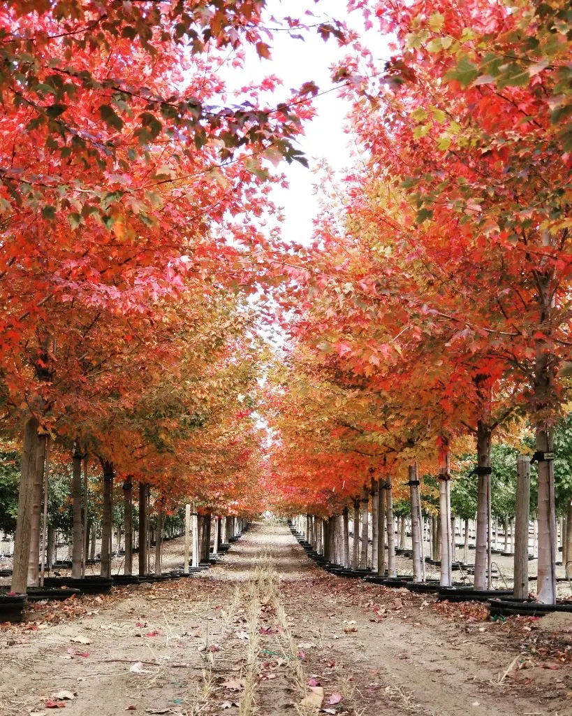 Looking down a path between rows of maple trees in brilliant red and orange fall color