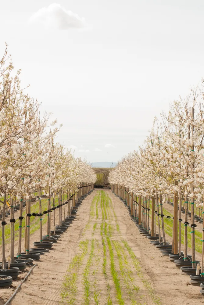 Large container-grown trees with drip irrigation at Garden Gate Nursery