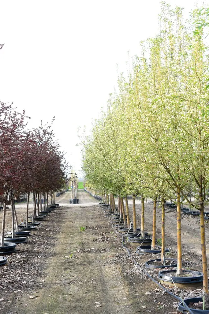 Purple-leaf trees beside a row of light green flowering trees