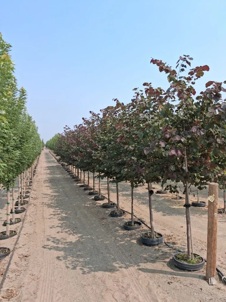 Rows of purple-leaved ornamental trees in black pots along a nursery path