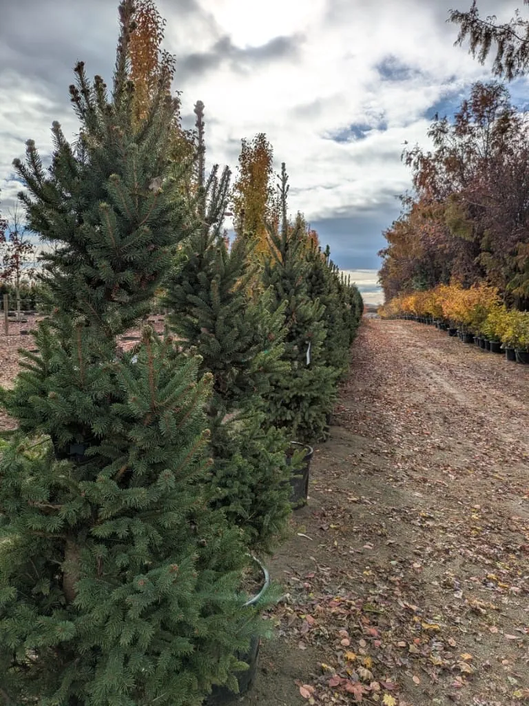 A long row of potted spruce trees beside a leaf-strewn nursery path