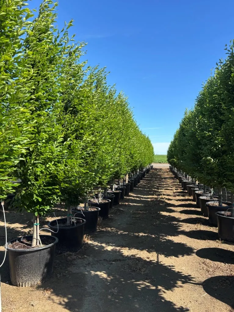 Perspective down a path between two neat rows of tall green potted trees