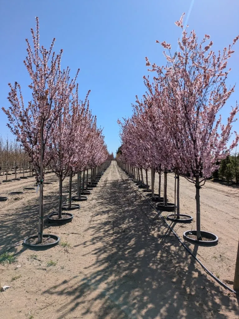 Two rows of pink flowering trees lining a dirt path under a clear blue sky