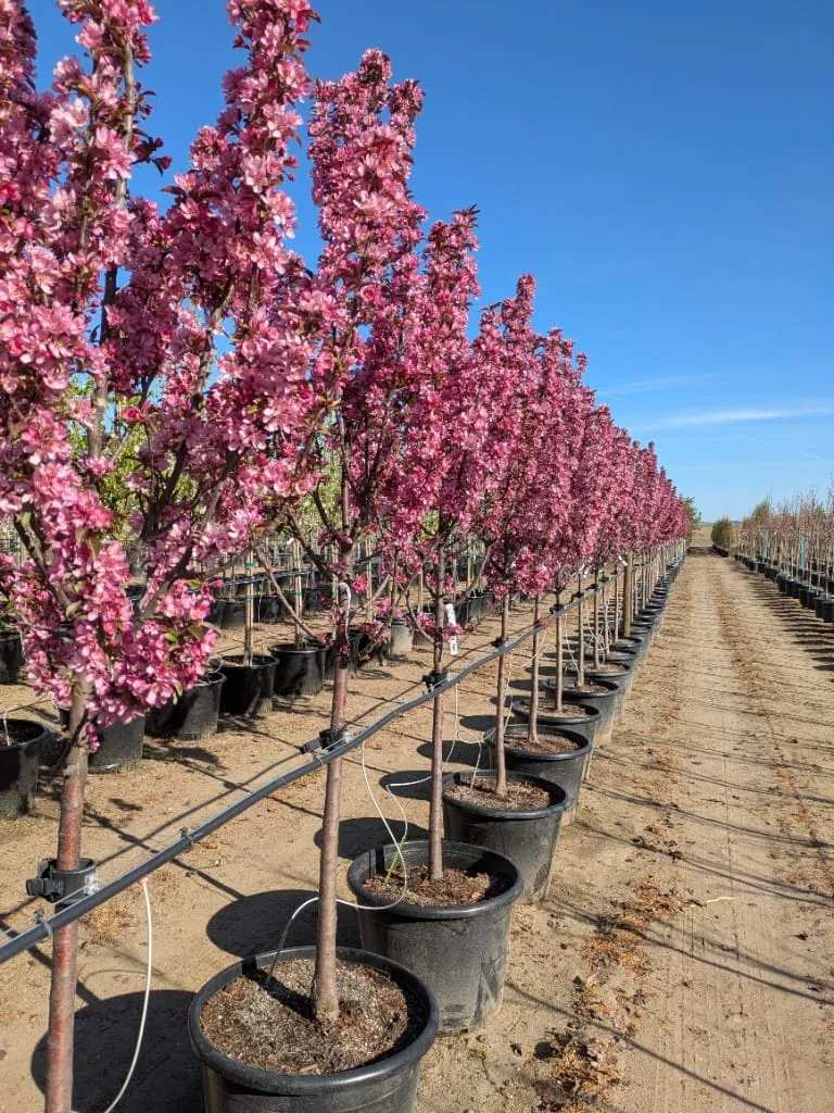 A long row of columnar trees covered in magenta-pink blossoms