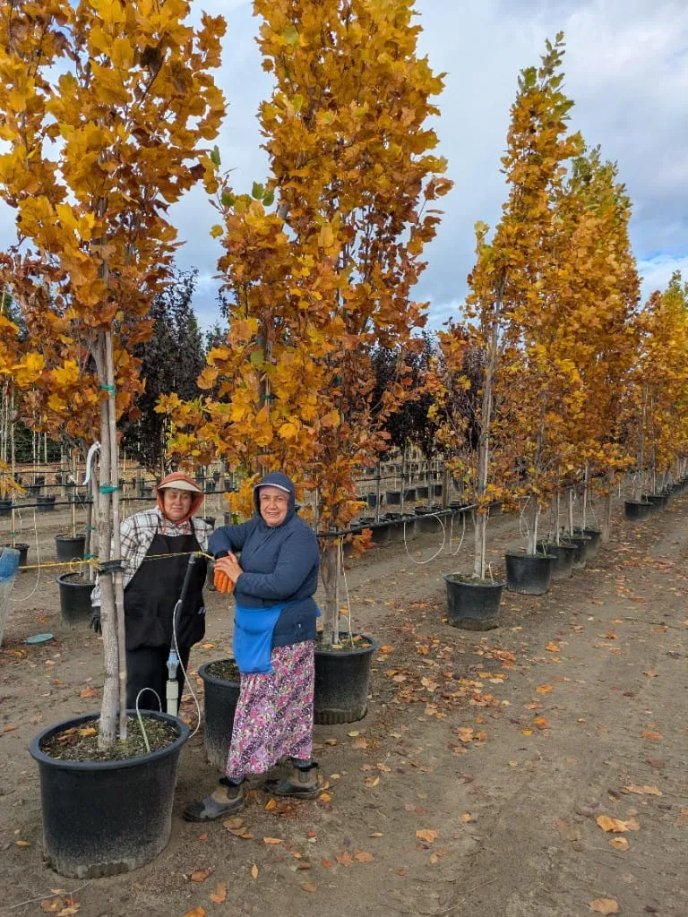 Two nursery workers standing beside tall trees with golden autumn leaves