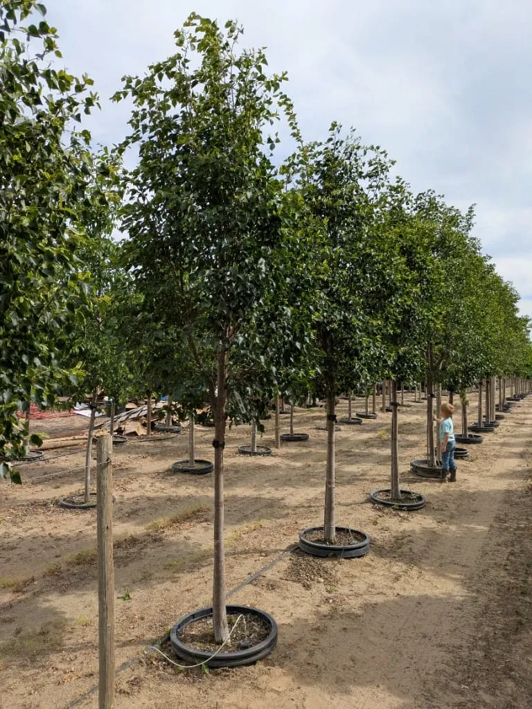 Rows of leafy green shade trees with a toddler standing among them for scale