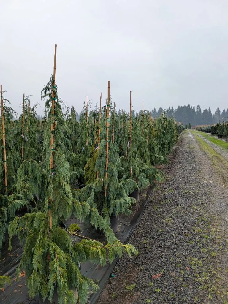 Rows of staked weeping evergreen trees beside a gravel nursery path