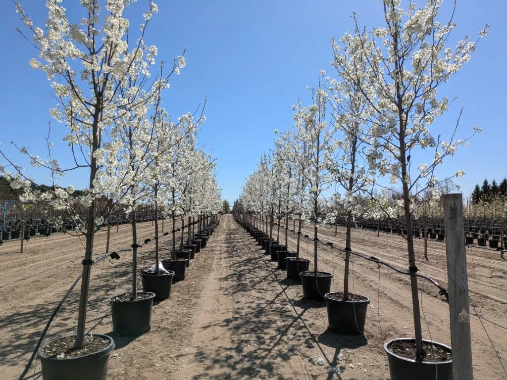 Two rows of white-blossoming trees in black pots under a clear blue sky
