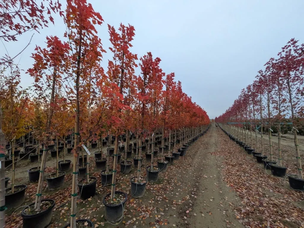 Rows of young maple trees with red and orange autumn foliage in black pots
