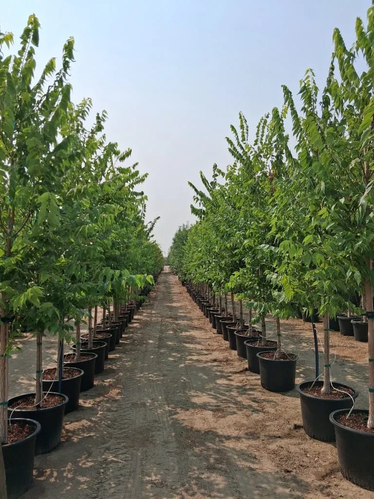Two long rows of green deciduous trees in pots stretching into the distance