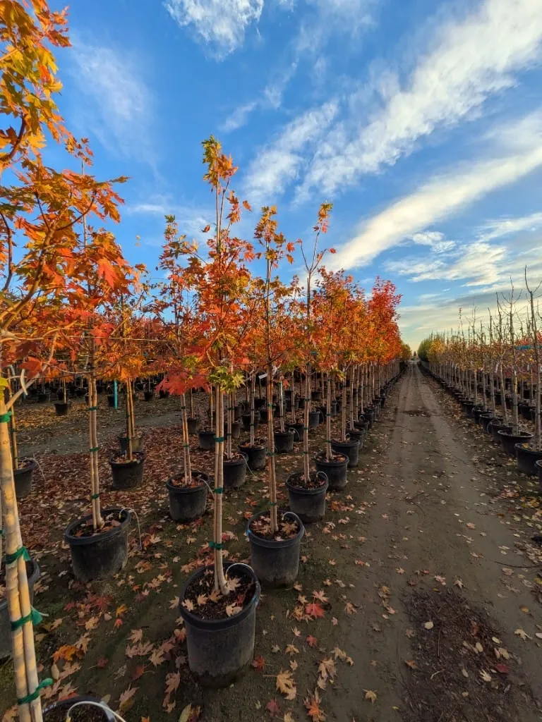 Rows of maple trees with red and orange autumn leaves at Garden Gate Nursery
