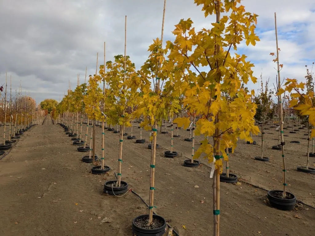 Rows of young maples with bright yellow fall leaves, each tied to a bamboo stake