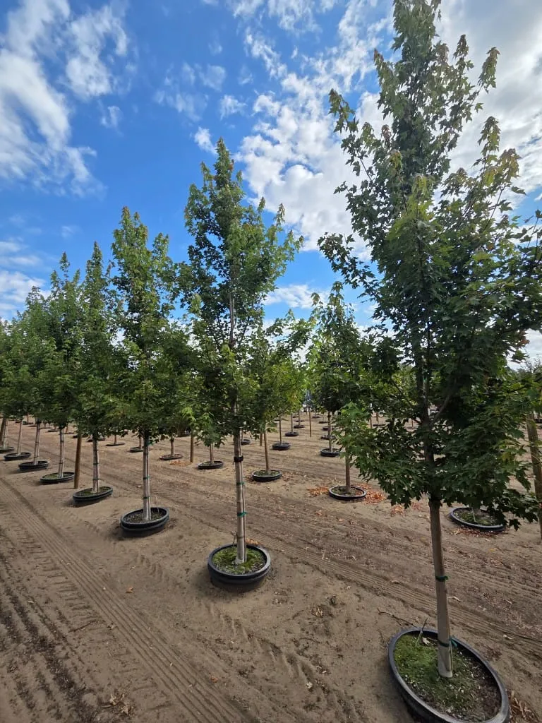 Rows of young green trees in black pots under a bright blue sky