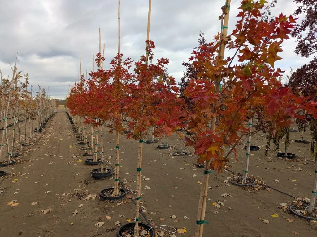 A row of young maples with red and orange leaves on bamboo stakes